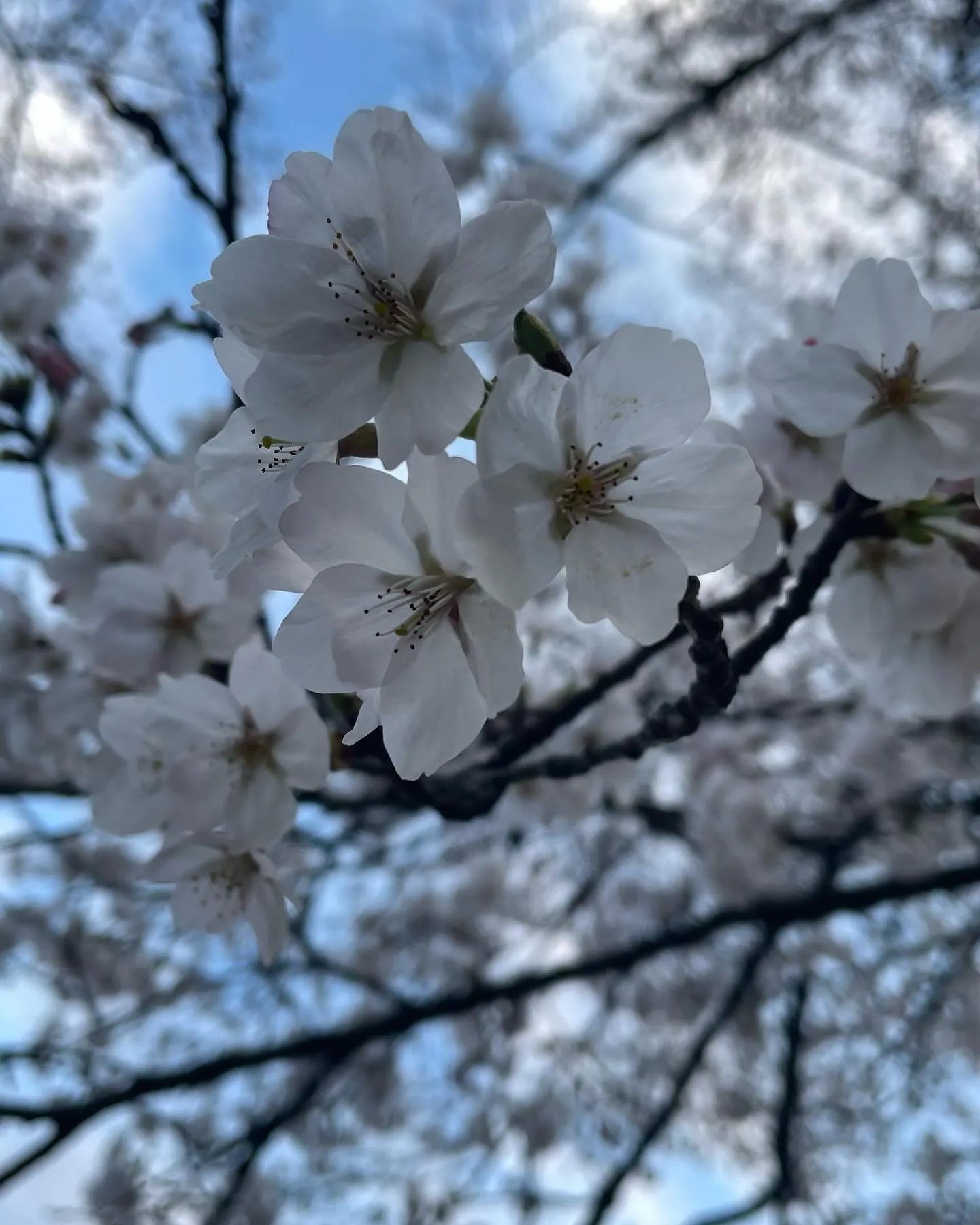 🌸桜満開🌸